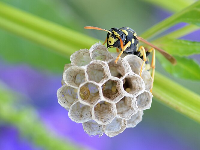 Молодая матка бумажной осы Polistes dominula охраняет гнездо и яйца