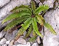 Polystichum lonchitis (lansvaren)