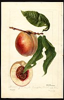 Image of the Nysson variety of peaches (scientific name: Prunus persica), with this specimen originating in Douglas, Allegan County, Michigan, United States. (1893)