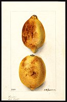 Image of lemons (scientific name: Citrus limon), with this specimen originating in Whittier, Los Angeles County, California, United States. (1904)