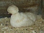 Poule Hollandaise blanche à huppe blanche