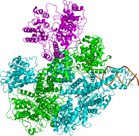 Кристаллографическая структура фермента RecBCD. Субъединицы фермента, RecB, RecC и RecD, окрашены в голубой, зеленый и пурпурный цвет соответственно, а частично расплетенная спираль ДНК - в коричневый.