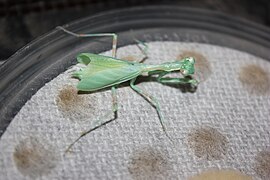 Adult female that has recently gone through ecdysis with her wings still not finished forming