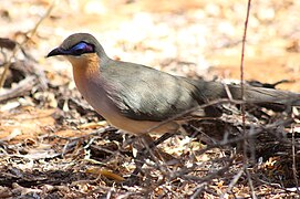 Rencoua (Coua cursor)