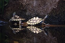 Кольчатая пилинг-черепаха - Graptemys oculifera.jpg