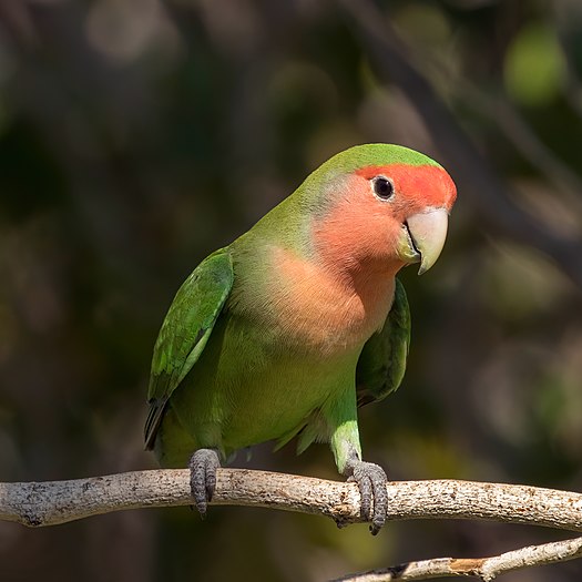 图为桃面爱情鸟（Agapornis roseicollis），摄于纳米比亚。记住，明天是情人节。