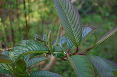 Description de l'image Salix-moupinensis-leaves.JPG.