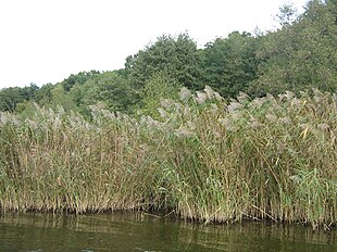 Tagrør (Phragmites australis)