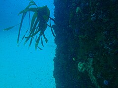 Swarms of mysid shrimps can reduce the visibility at times