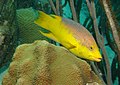 Spanish-hogfish.jpg