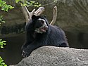 Spectacled Bear Barquisimeto.jpg