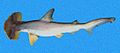 scalloped bonnethead