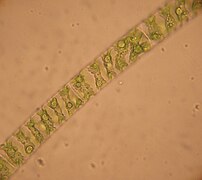 Spirogyra im Lichtmikroskop