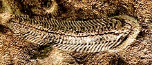 Fosilie rodu Spriggina v horizontálně položené hornině