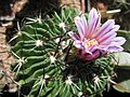 Stenocactus arrigens