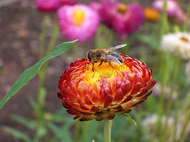 Strohblume mit honigbiene.jpg