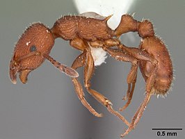 Temnothorax smithi