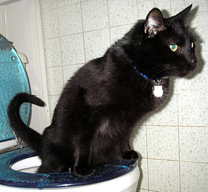Panther, a cat using toilet, photographed in S...