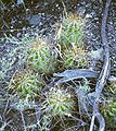 Echinopsis candicans