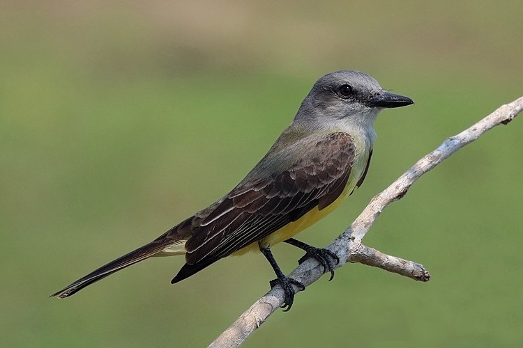 Траурный королевский тиранн (Tyrannus melancholicus)