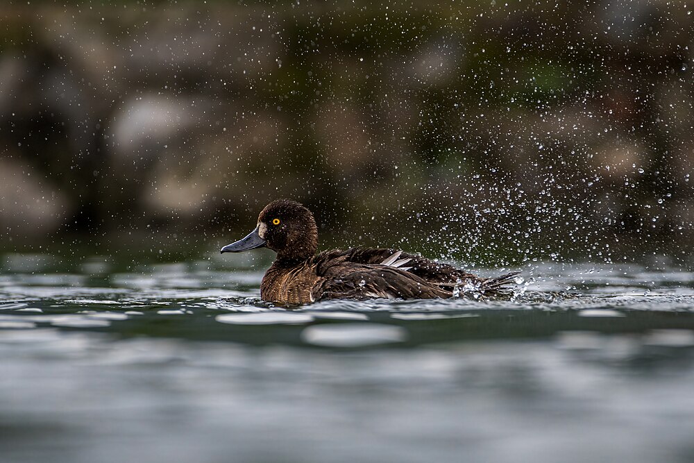 :File:Tufted Duck कालीजुरे हाँस.jpg