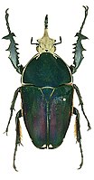 Mecynorhina ugandensis machulkai var. maculipennis Allard (in litteris)