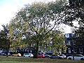 Blandford Elm, Hermitage Place, Leith Links, 2016