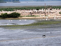 Verschiedene Vogelarten auf einer Insel