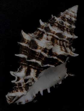 Vista inferior de uma concha do molusco Turbinellidae Vasum ceramicum (Linnaeus, 1758), a espécie-tipo do gênero Vasum[1], coletada nas ilhas Molucas. Espécime da coleção do Museu de História Natural de Leiden. Espécie distribuída por todo o Indo-Pacífico[2] e a maior de seu gênero, ultrapassando os 10 centímetros de comprimento.[3]