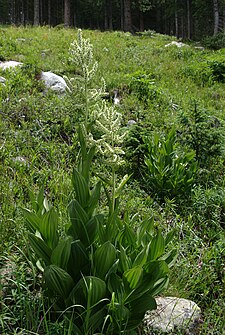 Kæmpehvid foldblad (V. californicum)