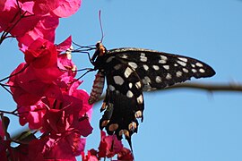 ??? Onbekende vlinder in Reniala-reservaat