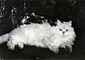 Weiße Katze unterm Weihnachtsbaum (ca. 1907)