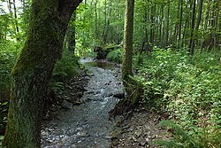 Zelenský potok v přírodní rezervaci Zelenský luh