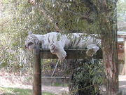 White tiger at the ZooParc de Beauval in France