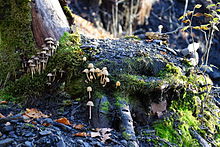 Une souche reposant sur du schiste noir, recouverte par trois groupes de champignons.