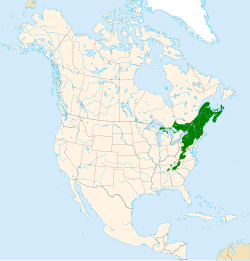 Pennsylvanianvaahteran levinneisyys.