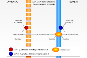 English: Acyl-CoA from the cytosol to the mito...
