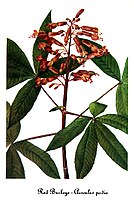 Aesculus pavia