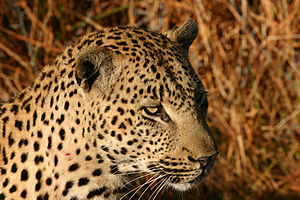 Leopard