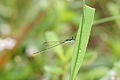 Agriocnemis pygmaea 02539.jpg