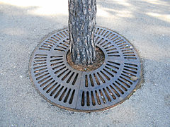 Tree grate.