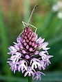 Anacamptis pyramidalis Spain - Mallorca with ???