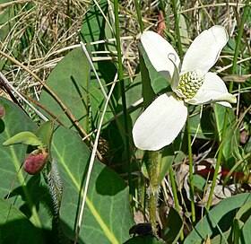 Anemopsis californica