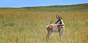 Antilocapra Americana - Custer State Park, SD....