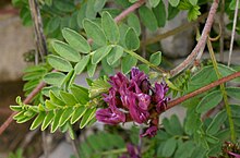 Astragalus hypoglottis subsp. gremlii