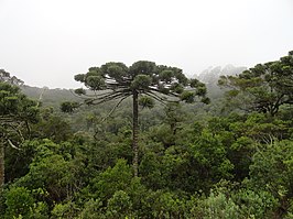 Nationaal park Araucárias