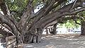 The banyan tree