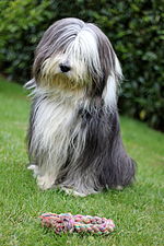 Miniatuur voor Bearded collie