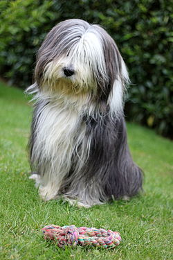 Bearded collie and a rope.jpg