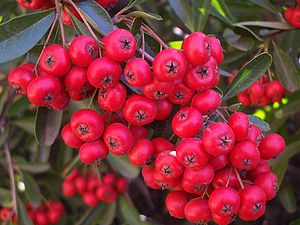 Macro of pyracantha berries